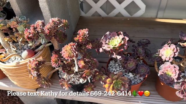 11/2unbox: Othonna triplinervia, euphoria knuthii, zues/ink painting crested, sarcocaulon multifidu смотреть онлайн