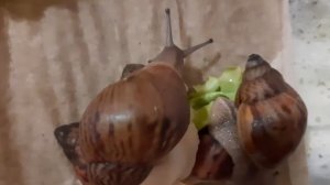 ????Улитка Ахатина Ахатина Тигр ? ?Каково это держать тигрят ??? 10.05.2020 11ий день??