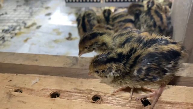 Перепелятам 3-4 дня. Оперяемся. Немного взвешиваемся смотреть онлайн