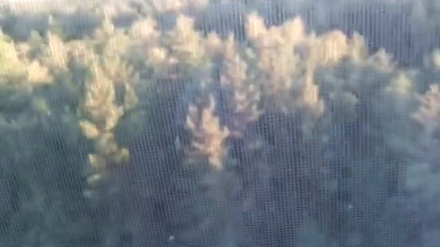 Корабельный лес Петра 1 смотреть онлайн