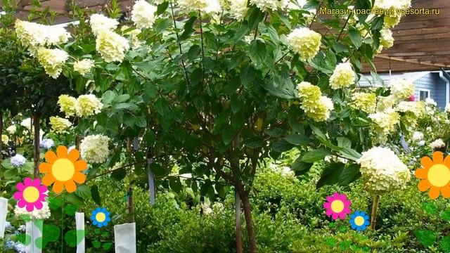Гортензия метельчатая. Краткий обзор, описание характеристик hydrangea paniculata candlelight смотреть онлайн