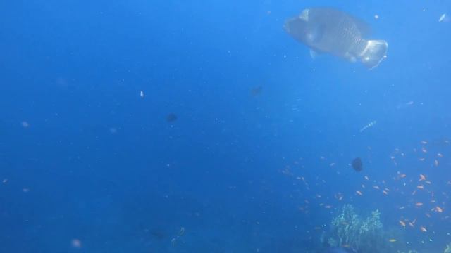 Караловые рифы Египет смотреть онлайн