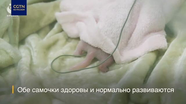 В Чэнду родились два детеныша панды смотреть онлайн