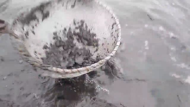 намываем мотыля смотреть онлайн