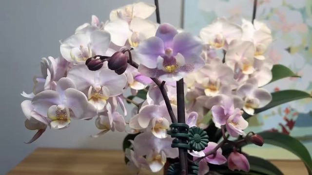 蝴蝶兰粉红女孩 Phaleanopsis Jiaho's Pink Girl смотреть онлайн