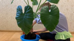 Пересаживаю свою большую алоказию. Какой грунт делаю для алоказий? Где ее корни??