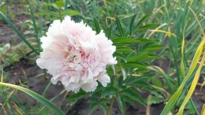 Пион Пинк Гиант(Розовый Гигант). Красивый густомахровый цветок не обычного розового тона.Июнь 2021г