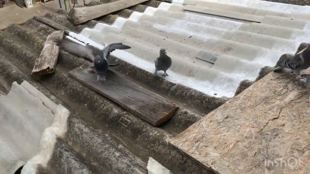 Как приучить таклу к пятаку??? Начинаю развязывать молодежь !!! смотреть онлайн