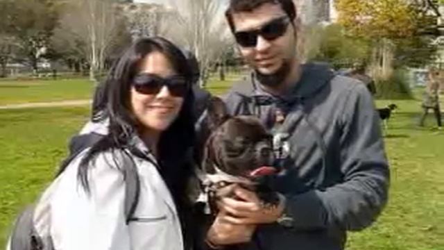 French Bulldog смотреть онлайн