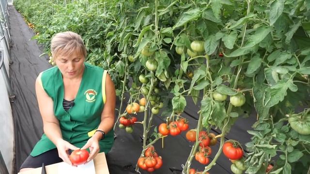 Томат Картофельный малиновый (Народное тестирование 2020) - Обзор №7 смотреть онлайн