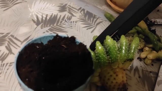 Кактус без корней пересадка #кактус #комнатныерастения #цветы смотреть онлайн