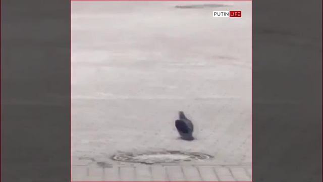 VID-20170601-WA0008 смотреть онлайн