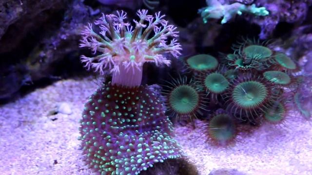 Мой морской аквариум, 30 литров смотреть онлайн