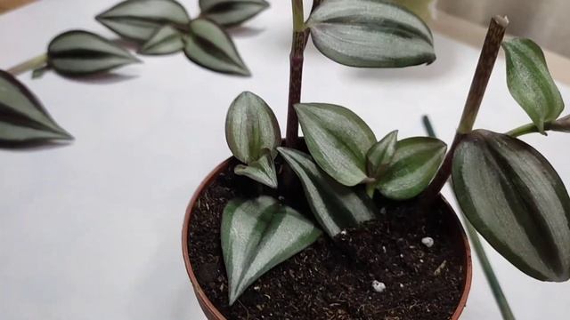 Как из двух черенков сделать пышный куст #ТРАДЕСКАНЦИИ? смотреть онлайн