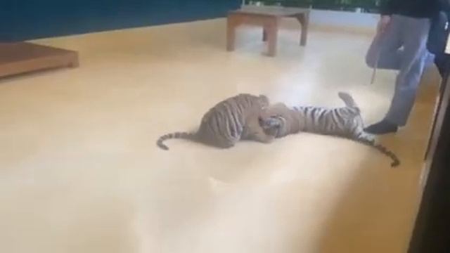 Tiger park на Пхукете тигры играют! смотреть онлайн