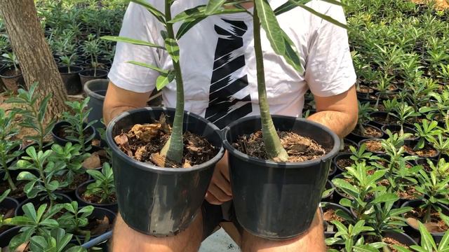 Cavalos De Adenium Somalense