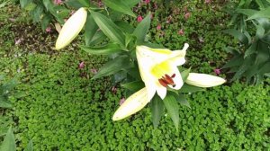 Мои новинки лилии ОТ- гибриды: Карбонеро,Лейт Монинг,Ред Дезайр.