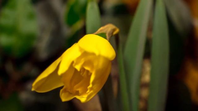 Домашнее задание по созданию анимационного видео. смотреть онлайн