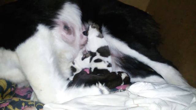 Аоабаи. САО. Щенок потерялся...спрятался ... смотреть онлайн