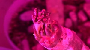 Плюмерия. Выращивание и укоренение плюмерии из черенка в домашних условиях.