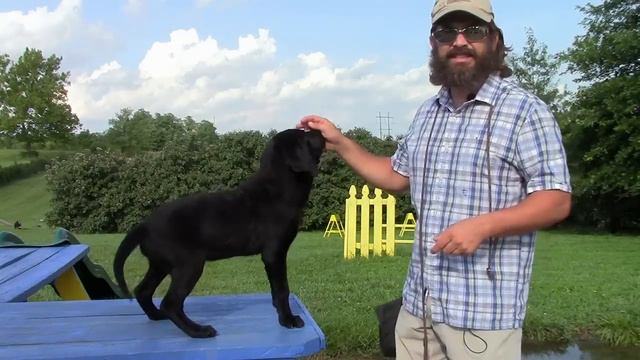 Training Your Labrador Retriever Puppy Part One смотреть онлайн