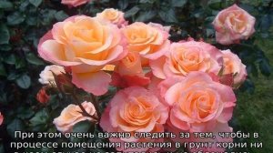 Роза Мисс Пигги