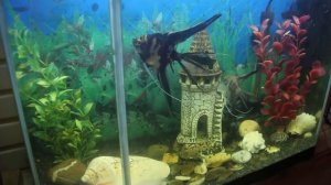 Рыбка плавает вверх брюхом. Что делать?