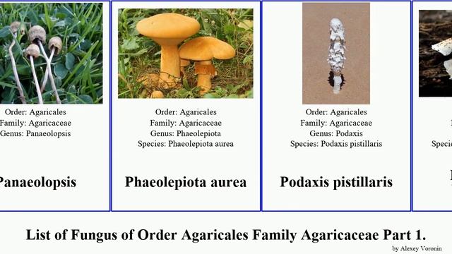 List of Fungus of Order Agaricales Family Agaricaceae Part 3. tulostoma lycoperdon macrolepiota смотреть онлайн