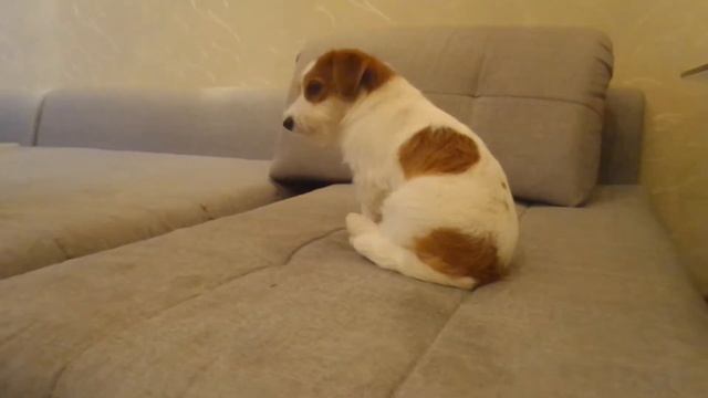 Мы купили щенка Джек Рассел терьера. Ура! смотреть онлайн