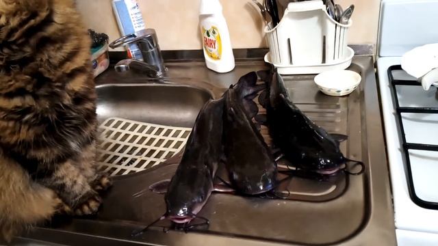 ЖИВЫЕ СОМЫ смотреть онлайн