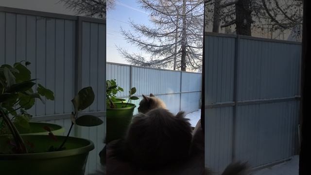 Ловим синиц, не выходя из дома ? смотреть онлайн