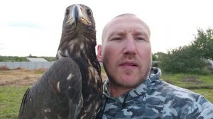 Что будет , если выпустить Орла погулять ??? #ОрланБелохвот удачно поохотился на соседских кур ???