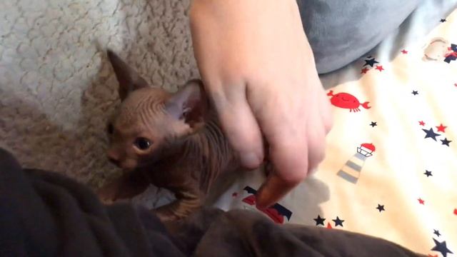 Почему котёнок кусает руки? смотреть онлайн
