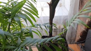 Укоренение пальмы ?