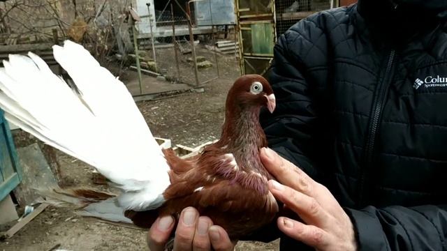 Ананьевские горбоносые голуби смотреть онлайн