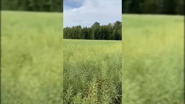 Рапс, посеянный анкерным посевным комплексом с параллелограммной навеской (ЧАСТЬ ТРЕТЬЯ) смотреть онлайн