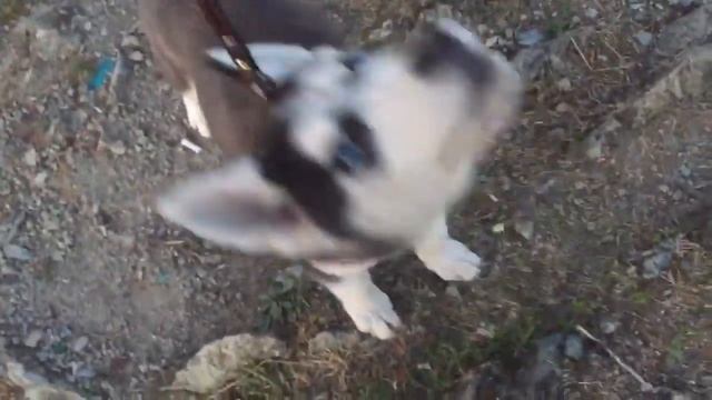 Рик Хаски 3 Месяца смотреть онлайн