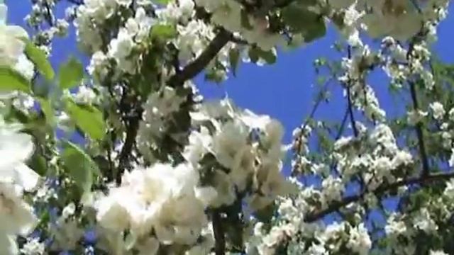 Bad Peterstal-Griesbach im Schwarzwald смотреть онлайн