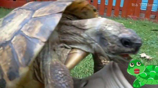 Tortoise And Turtle Sounds - Noises смотреть онлайн