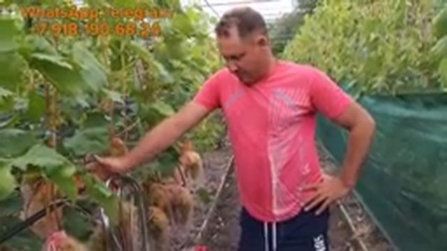 Киш-миш Гелиодор, 342, Ромулус, Цимус. смотреть онлайн