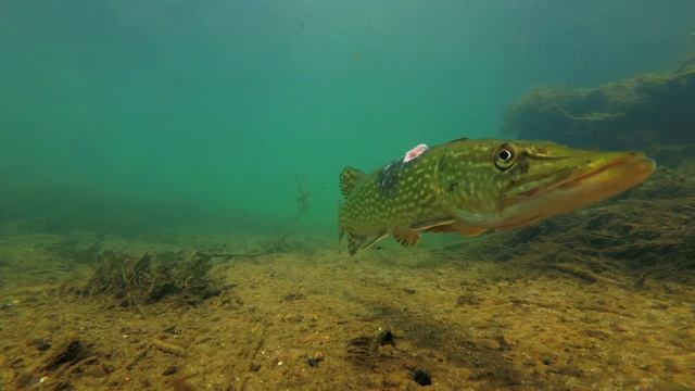 Pike attack. Will he succeed? Wait til the end! смотреть онлайн