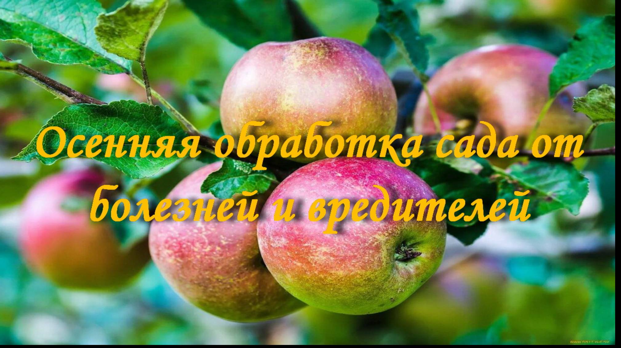 Осенняя обработка сада от болезней и вредителей смотреть онлайн