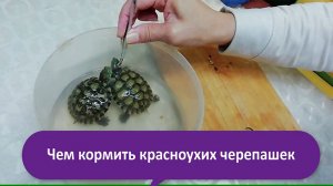 Чем кормить красноухих черепах в домашних условиях