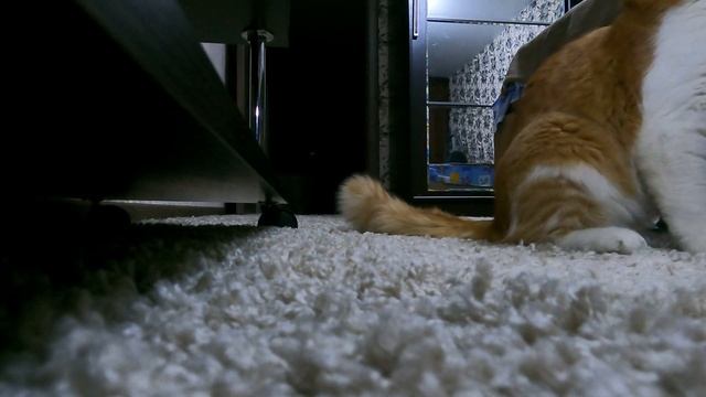 GoPro 9 Black Cat 4K 60fps (Ночная сьемка) смотреть онлайн