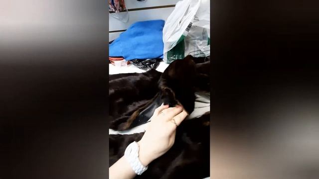 КАК ОТРЕСТАВРИРОВАТЬ ШУБУ КОТОРОЙ 20 ЛЕТ ЧАСТЬ ll смотреть онлайн