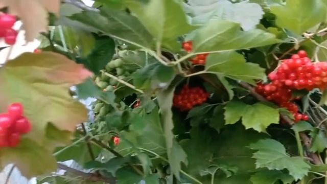 Калина польза и вред ягоды. Кому нельзя!!! смотреть онлайн