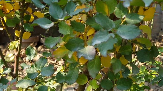 Weekly Rose Gardening Works смотреть онлайн