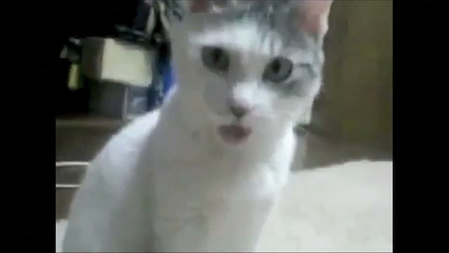 The OMG Cat sees Zend Server Code Tracing for the first time смотреть онлайн
