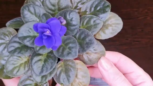 Optimara Crater Lake. Полуминиатюрная, красивая, не требующая ухода фиалка.