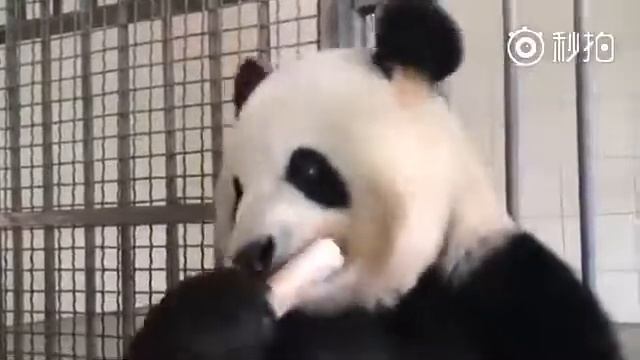 панда ест бамбук смотреть онлайн